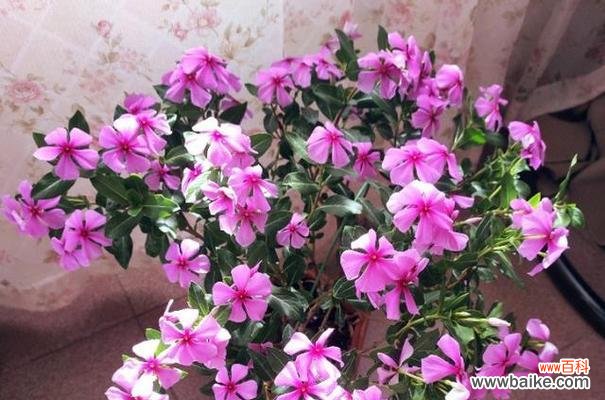 传递生命力与坚韧精神的花卉 长春花