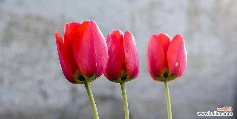 探秘郁金香的神秘语言 郁金香花语