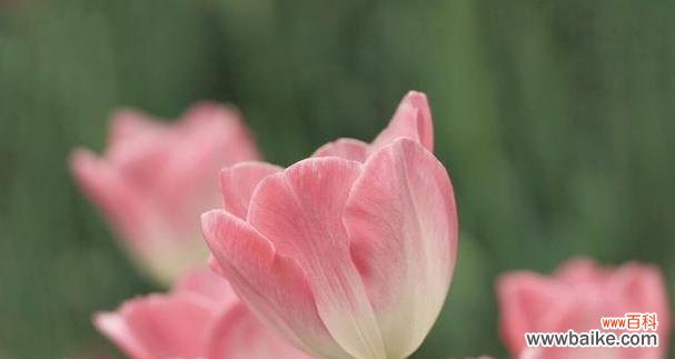 探秘郁金香的神秘语言 郁金香花语