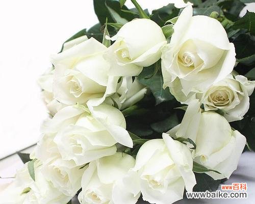 探寻白色玫瑰花朵背后的深意 白色玫瑰的含义
