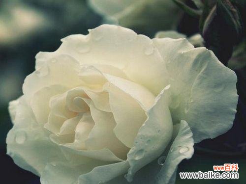 探寻白色玫瑰花朵背后的深意 白色玫瑰的含义