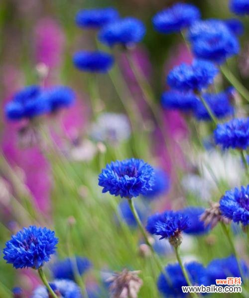 揭示矢车菊每个颜色的情感和象征意义 矢车菊的花语及不同颜色的含义