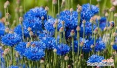 揭示矢车菊每个颜色的情感和象征意义 矢车菊的花语及不同颜色的含义