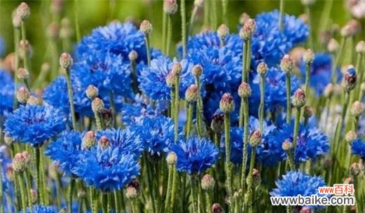 揭示矢车菊每个颜色的情感和象征意义 矢车菊的花语及不同颜色的含义
