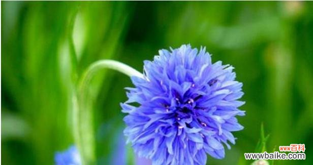 揭示矢车菊每个颜色的情感和象征意义 矢车菊的花语及不同颜色的含义
