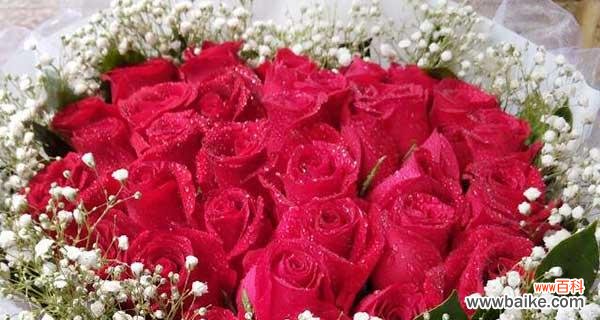 浪漫 16朵红玫瑰的花语与寓意