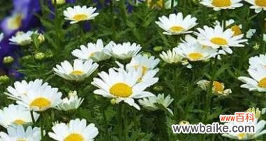 用百合花探索放手的真谛 以百合花的花语为主题的放手的艺术