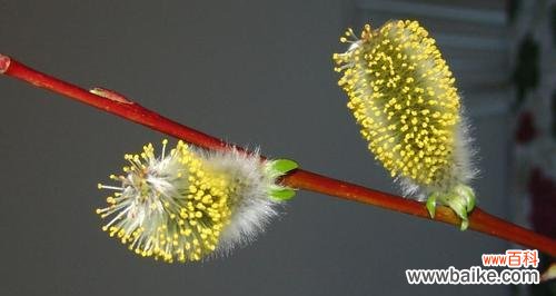 银柳的柔情与坚韧 银柳的花语与寓意——美好与希望