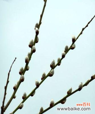 银柳的柔情与坚韧 银柳的花语与寓意——美好与希望