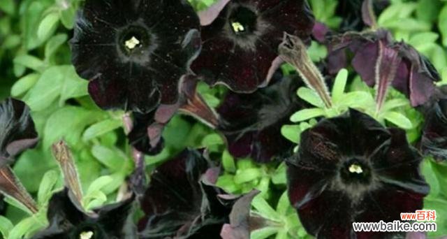 赞美黑牡丹的高贵与神秘 黑牡丹花语