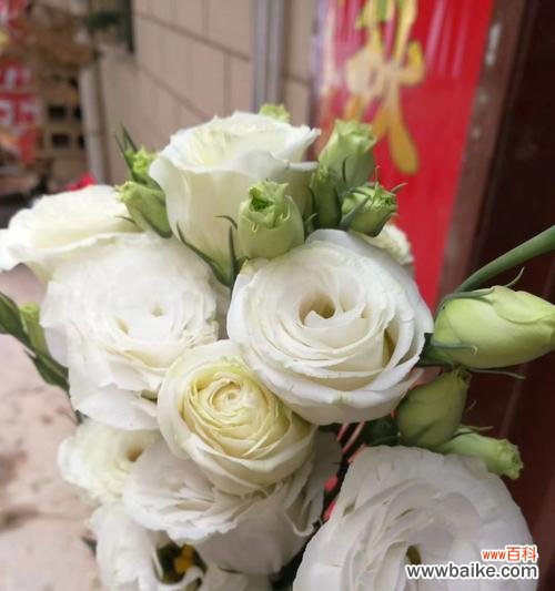 探寻香槟洋桔梗的隐含意义 香槟洋桔梗花语解析