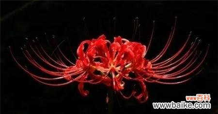 探索彼岸花在文化中的角色与内涵 彼岸花的寓意与象征意义