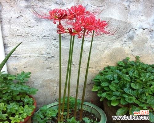 探索彼岸花在文化中的角色与内涵 彼岸花的寓意与象征意义