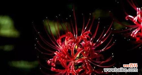 探索彼岸花在文化中的角色与内涵 彼岸花的寓意与象征意义