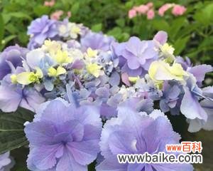 透过蓝边八仙花解读花语的深意 蓝边八仙花花语