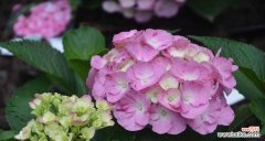 透过蓝边八仙花解读花语的深意 蓝边八仙花花语