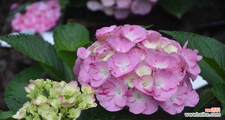 透过蓝边八仙花解读花语的深意 蓝边八仙花花语