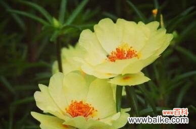 向阳、希望与热情 以太阳花的寓意与花语