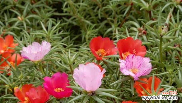 向阳、希望与热情 以太阳花的寓意与花语