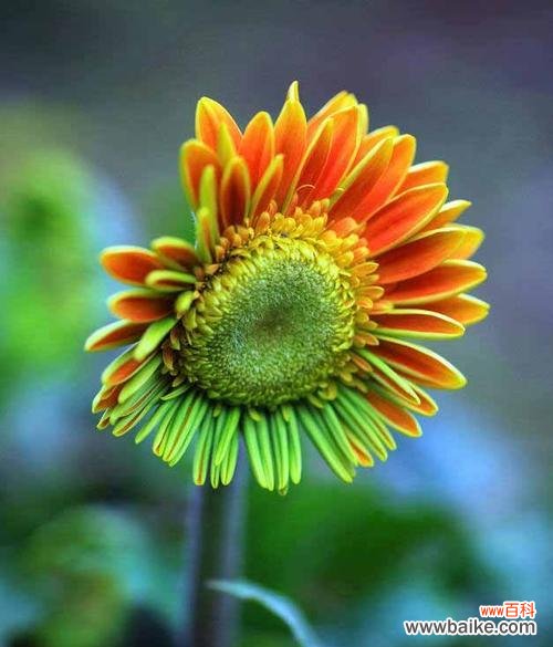 向阳、希望与热情 以太阳花的寓意与花语