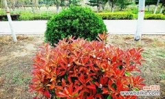 红叶石楠的五彩斑斓与生命力 红叶石楠的美丽与寓意