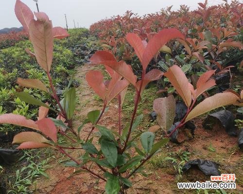 红叶石楠的五彩斑斓与生命力 红叶石楠的美丽与寓意