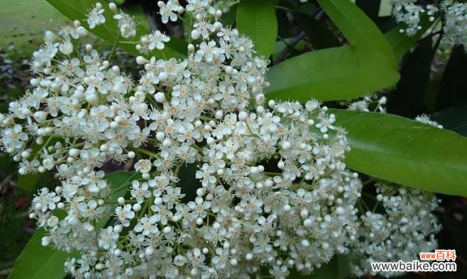 探索石楠花的美丽花语与神秘故事 石楠花的花语与传说