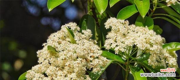 探索石楠花的美丽花语与神秘故事 石楠花的花语与传说