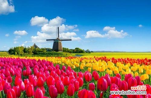荷兰国花的寓意和文化影响 郁金香