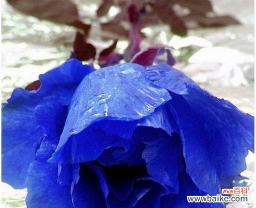 探索蓝色妖姬的花语及寓意 蓝色妖姬