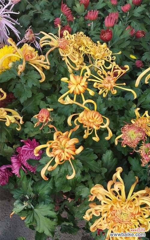 以菊花特性为窗 菊花花语与美好生活