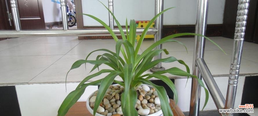 探索吊兰花的美丽内涵 吊兰花的寓意与象征