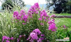 花开富贵如意 宿根福禄考花语