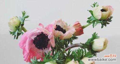 用花语解读木百合 木百合的花语与美丽的寓意