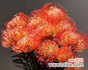 用花语解读木百合 木百合的花语与美丽的寓意