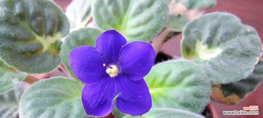 探寻紫罗兰的隐藏花语 紫罗兰花语的赠送对象及意义解读