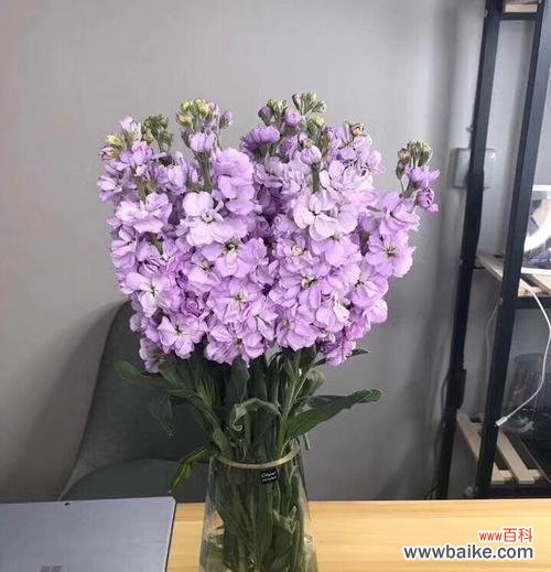 探寻紫罗兰的隐藏花语 紫罗兰花语的赠送对象及意义解读