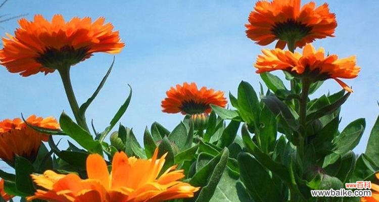 一朵花的寓意 金盏菊花——花海中的温暖