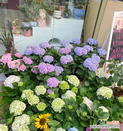 探寻绣球花的心灵语言与象征意义 绣球花的花语与含义