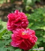 红牡丹花的美丽与坚韧 红牡丹花的象征意义及寓意