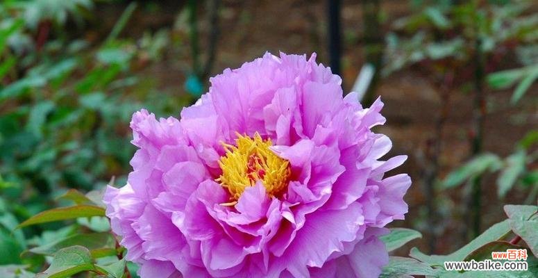 红牡丹花的美丽与坚韧 红牡丹花的象征意义及寓意