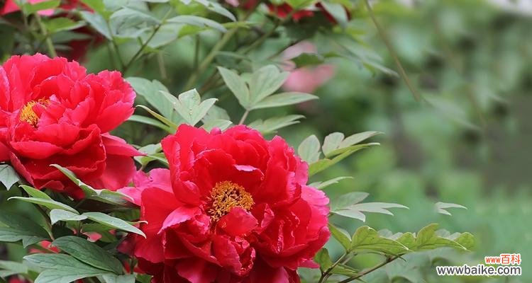 红牡丹花的美丽与坚韧 红牡丹花的象征意义及寓意