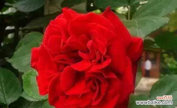 老年人如何活出花的精彩 花开知秋活力耄耋