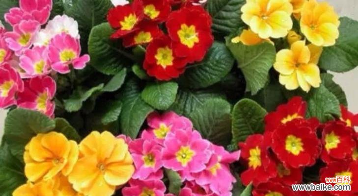 老年人如何活出花的精彩 花开知秋活力耄耋