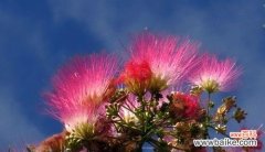 传递祝福与友情的合欢花 合欢花的意义与象征