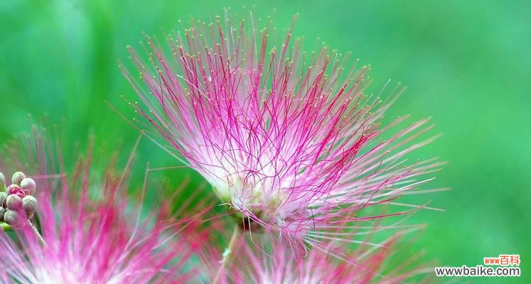 传递祝福与友情的合欢花 合欢花的意义与象征