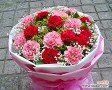 康乃馨花的情感 康乃馨花的象征意义