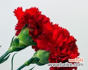 红色康乃馨的情感表达和传递 红色康乃馨花语的含义与象征