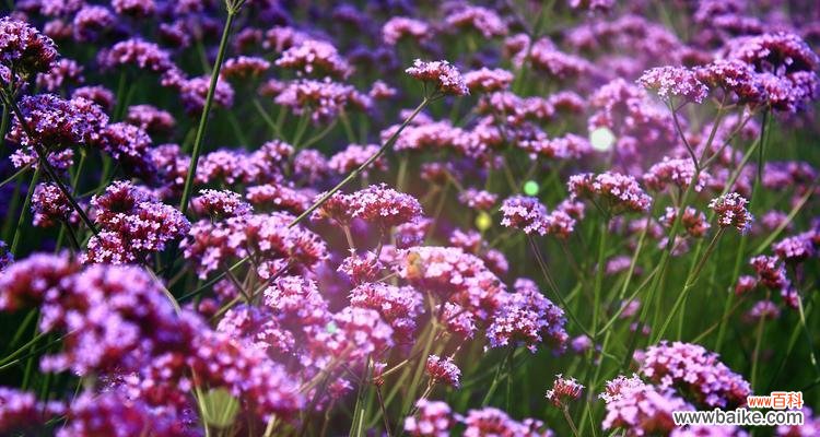 倚望长空 薰衣草花语