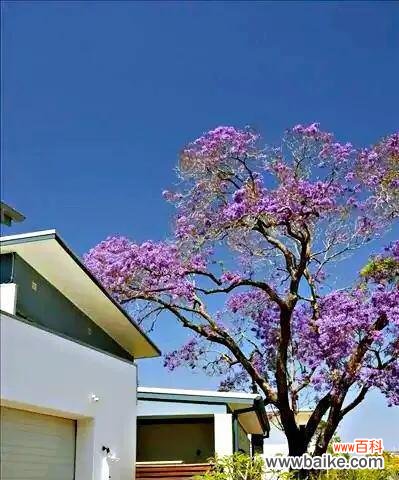 解读蓝楹树花语 蓝楹树花语的意义与传承
